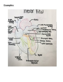 Drawing And Labeling Parts Of The Human Heart