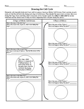 Preview of Drawing the Cell Cycle Worksheet w/ Key