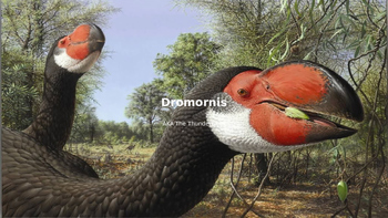 Preview of Dromornis