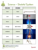 Spanish-English - Skeletal System - Dual Language Dictiona