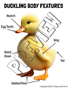 Preview of Duck/Duckling Anatomy Diagram/Poster - drake, hen, & baby (Incubation Project)