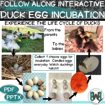 Preview of Duck Egg Development Incubation Interactive Follow Along