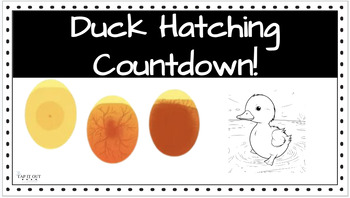 Preview of Duck Hatching Countdown-Including Directions