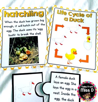 duck life cycle by tales from miss d teachers pay teachers