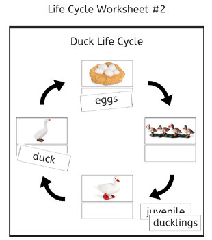 Duck Life Cycle 3-part Cards & Worksheets PDF / Montessori 