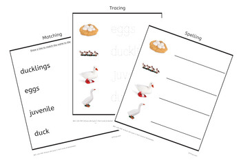 Duck Life Cycle 3-part Cards & Worksheets PDF / Montessori 