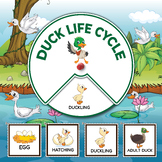 Duck Life Cycle Exploration Kit - Dive into Nature's Wonders!