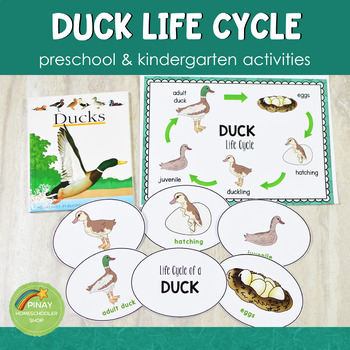 Preview of Duck Life Cycle Set - Preschool & Kindergarten Science Centers