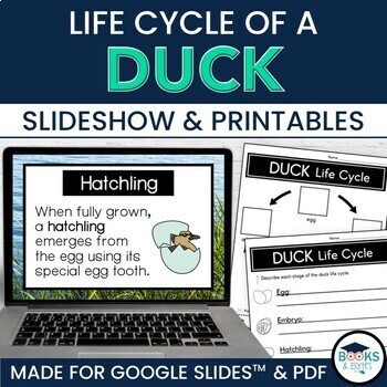 Preview of Duck Life Cycle Slideshow Lesson for Google Slides™ + Printable Activities