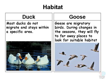 goose goose duck steam charts