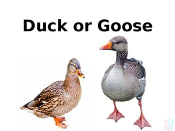 Preview of Duck vs Goose (Powerpoint Presentation)