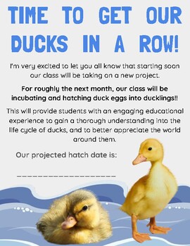 Preview of Duckling Hatching Project Announcement Letter - egg incubation in the classroom
