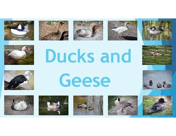 Preview of Ducks and Geese: diet, habitat, attribute, and baby information including photos