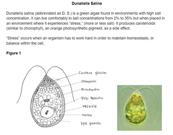 Preview of Dunaliella Salina Osmosis Assessment