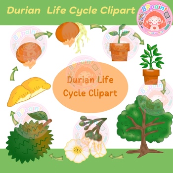Preview of Durian  Life Cycle Clipart
