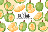 Durian Watercolor Clipart, Fruit Clipart, Durian Clipart, 