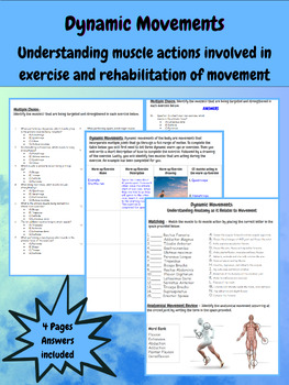 Preview of Dynamic Movements: Understanding muscle actions in exercise and rehab worksheet