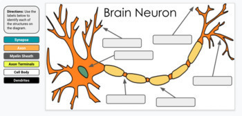 Preview of E-Learning - Brain Neurons