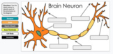 E-Learning - Brain Neurons