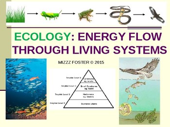 Preview of ECOLOGY: Energy Flow, Trophic Levels, Food Chains, Food Webs PPT