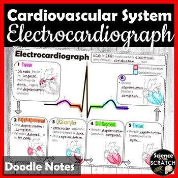Preview of EKG ECG Doodle Notes | Cardiovascular System | Anatomy