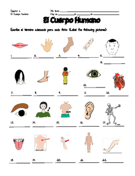 spanish body parts worksheet pdf parts of the body 14