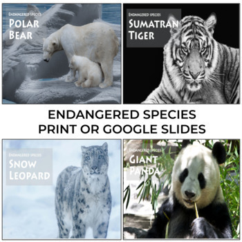 Preview of artic animals, polar bear, panda bear, endangered species, digital, group work