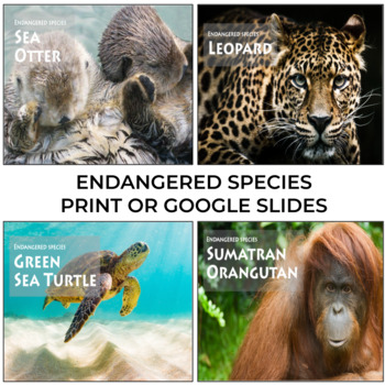 Preview of ENDANGERED SPECIES | ENDANGERED SPECIES PRINT OR GOOGLE SLIDES