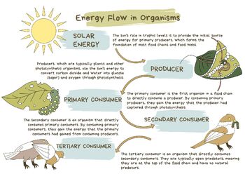 Preview of ENERGY FLOW IN ORGANISMS | nature study poster