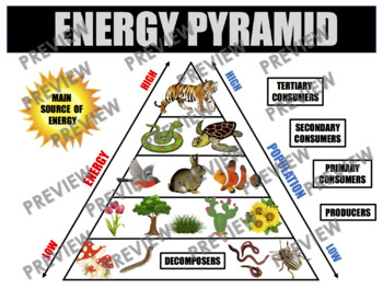 Preview of ENERGY PYRAMID Anchor Chart