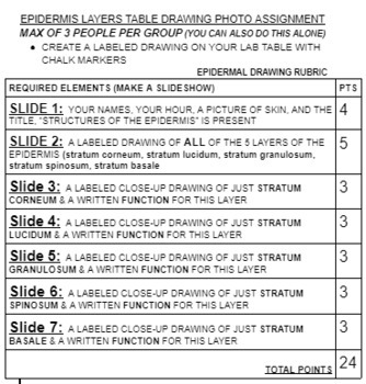 Preview of EPIDERMIS TABLE DRAWINGS PHOTO PROJECT