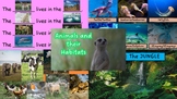 ESL Animals and their habitats: Lesson Plan and PowerPoint