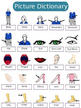 esl body parts vocabulary by tpetes supply store tpt