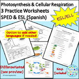 ESL ELL SPED Biology Cell Energy Photosynthesis Cellular R