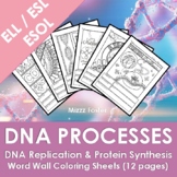 ESL / ELL / ESOL DNA Replication & Protein Synthesis Word 