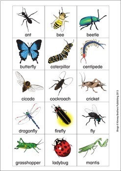 ESL Games-Insect Bingo by Donald's English Classroom | TpT