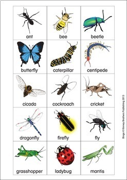 Esl Games-insect Bingo By Donald's English Classroom 