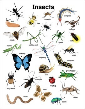 ESL Games-Insect Bingo by Donald's English Classroom | TpT
