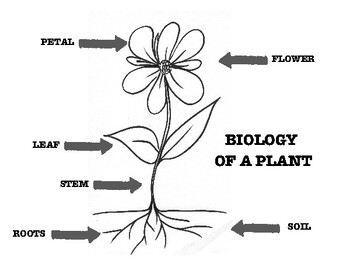 Preview of ESL Science Lesson: Plant Biology