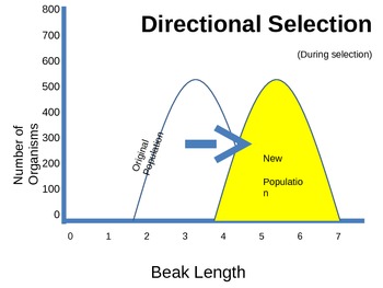 Preview of EVOLUTION: Selection graphs POWERPOINT (disruptive, direction, stabilizing)