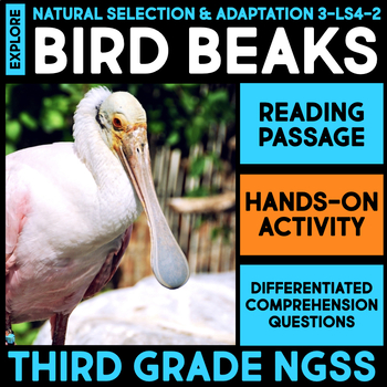 Preview of EXPLORE Bird Beak Adaptations - Natural Selection Activity Lab 3rd Grade Center