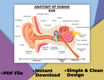 Preview of Ear Anatomy Posters for Classroom,  Anatomy Educational Posters For Kids.