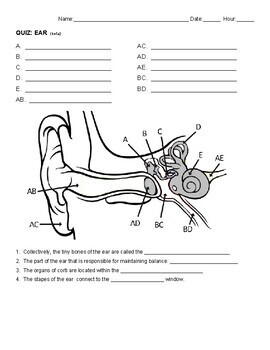 Ear Anatomy Diagram Quiz