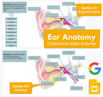Preview of Ear Anatomy - interactive drag-and-drop, labeling in Slides
