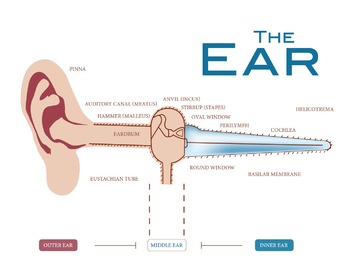 Preview of Ear - Animated Info-graph