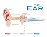 Ear - Animated Info-graph