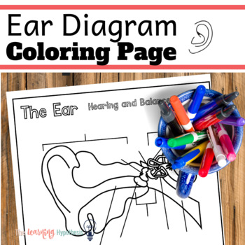 Preview of Ear Diagram.  Nervous System Coloring Pages.
