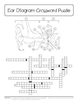 Ear Diagram Sketch Crossword Simple Crossword Puzzles Daily Crossword