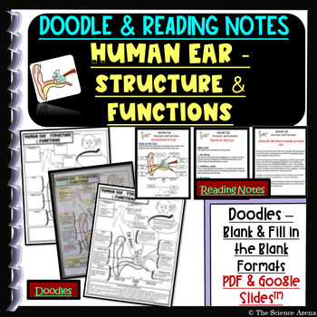 Preview of Ear Doodle on Structure & Functions | Reading Notes | Science Doodles Human Body