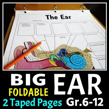 Preview of Ear Foldable - Big Foldable for Interactive Notebooks or Binders
